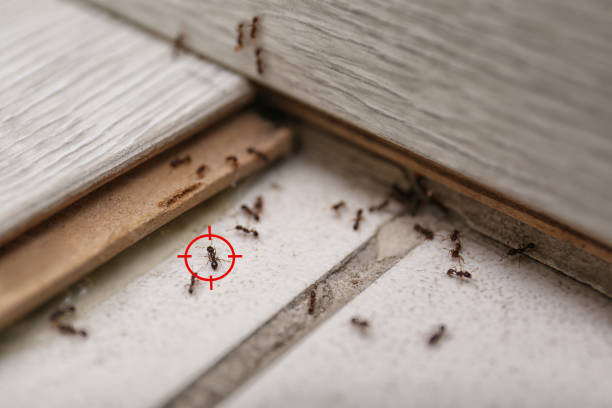 Best Cockroach Control Services  in Ocean Park, WA